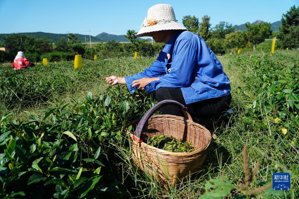 菠菜公社